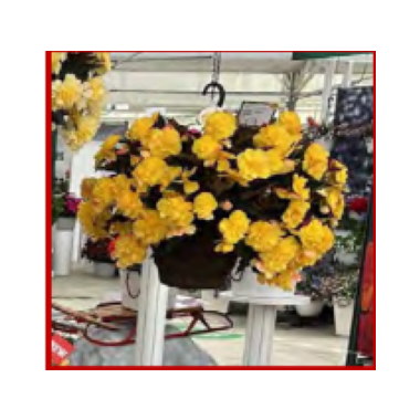 Begonia_Hanging_basket
